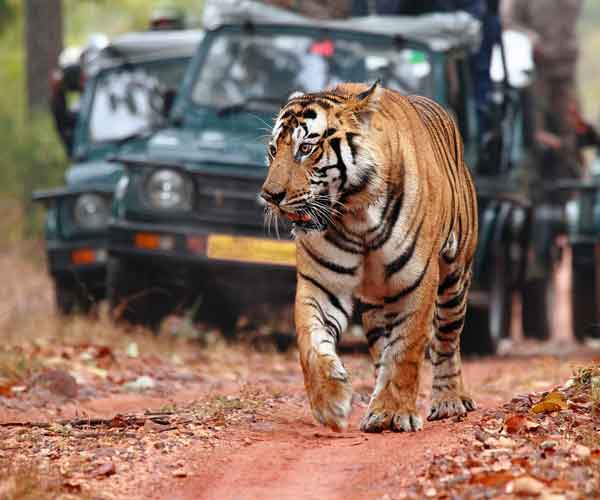 Jaipur-Ranthambore Tour Holiday
